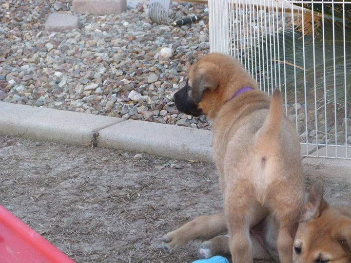 chinook dog